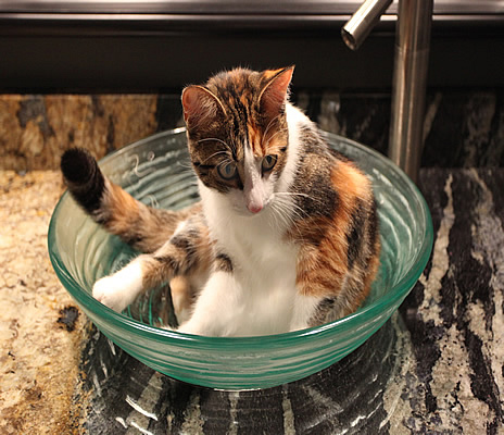 Slab granite floor Bathroom remodeling cat lol.